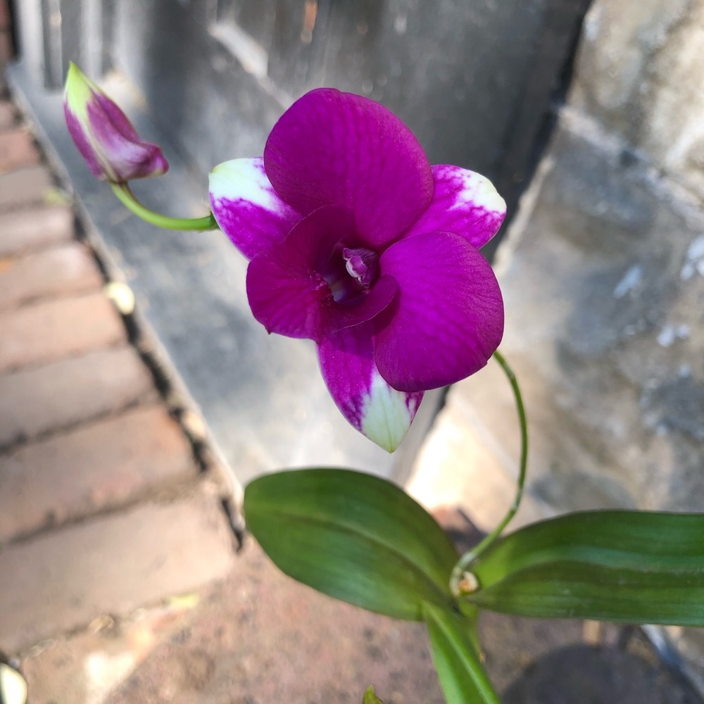 Meet your Posher, Lindsay